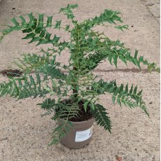Mahonia oiwakensis subsp. lomariifolia AGM
