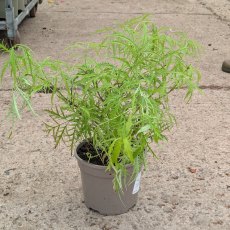Sambucus Welsh Gold