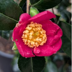 Camellia sasanqua 'Rosea'