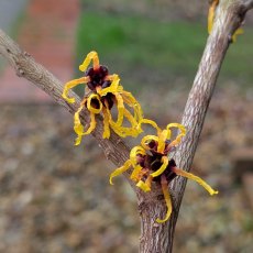 Hamamelis intermedia Orange Beauty