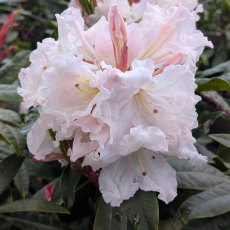 Rhododendron Wonderland