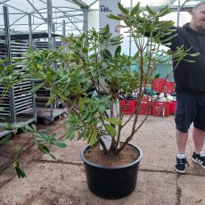Rhododendron Golden Splendour - Open Ground Plant Rhododendron Golden Splendour - Open Ground Plant