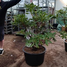 Rhododendron Golden Splendour - Open Ground Plant Rhododendron Golden Splendour - Open Ground Plant