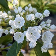Kalmia latifolia ‘Elf’