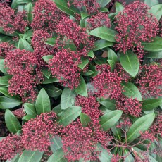 Skimmia japonica 'Rubella' AGM Skimmia japonica 'Rubella' AGM