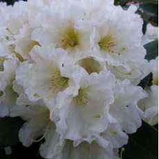 Rhododendron Dufthecke White INKARHO STANDARD