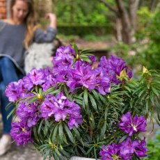 Rhododendron Grazeasy Purple INKARHO