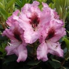 Rhododendron Kokardia (Second's)