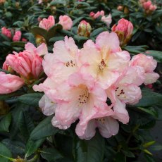 Rhododendron Dusty Miller