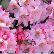 Rhododendron Bashful AGM