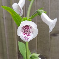 Digitalis purpurea 'Pam's Choice' AGM Digitalis purpurea 'Pam's Choice' AGM