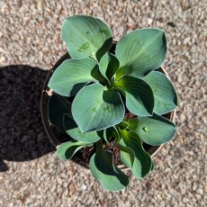 Hosta Blue Mouse Ears AGM