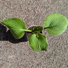 Hosta Guacamole AGM