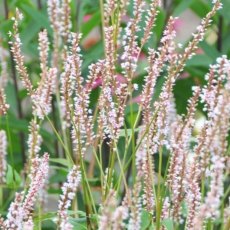 Persicaria JS Misty Morning AGM