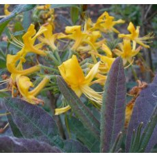 Deciduous Azalea luteum 'Purple Leaf'