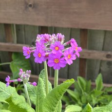 Primula beesiana (Bee's Promise) AGM