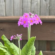 Primula beesiana (Bee's Promise) AGM