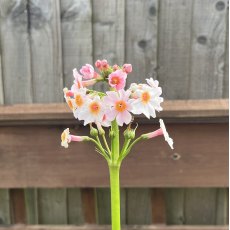 Primula japonica Apple Blossom