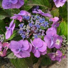 Hydrangea Blueberry Cheesecake