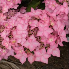 Hydrangea Frozen Smoothie