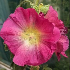 Hollyhock (Single Mixed) Hollyhock (Single Mixed)