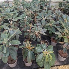Rhododendron sinogrande AGM (Second's) Rhododendron sinogrande AGM (Second's)