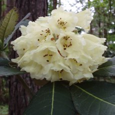 Rhododendron sinofalconeri (Hybrid) Rhododendron sinofalconeri (Hybrid)