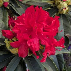 Rhododendron Vulcan's Flame Rhododendron Vulcan's Flame