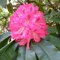 Rhododendron Cynthia AGM (Second's) Rhododendron Cynthia AGM (Second's)
