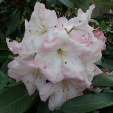 Rhododendron Faggetter's Favourite  AGM (Second's)