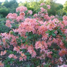 Deciduous Azalea Moidart