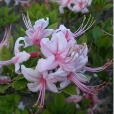 Deciduous Azalea periclymenoides