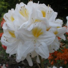 Deciduous Azalea Persil  AGM