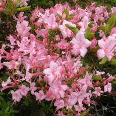 Deciduous Azalea prinophyllum Philip Holmes