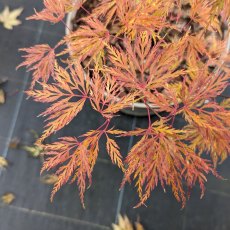 Acer palmatum 'Emerald Lace'  AGM