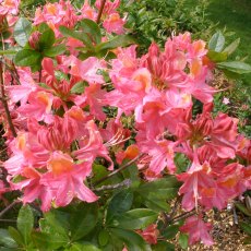 Deciduous Azalea Rosy Fire