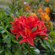 Deciduous Azalea Satan AGM