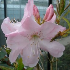 Deciduous Azalea schlippenbachii 'Sid's Royal Pink'