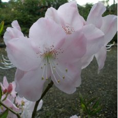Deciduous Azalea schlippenbachii 'Sid's Royal Pink'