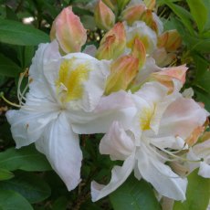 Deciduous Azalea Silver Slipper  AGM