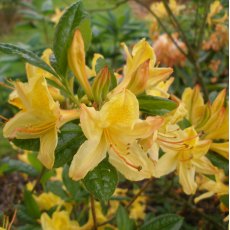 Deciduous Azalea Stopham Gold
