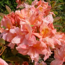 Deciduous Azalea Strawberry Ice  AGM