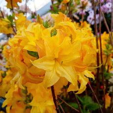 Deciduous Azalea Sun Star