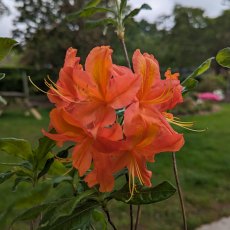 Deciduous Azalea Sunny Boy