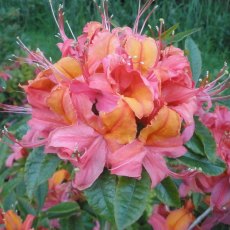 Deciduous Azalea Tropical Salad