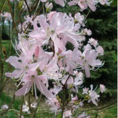Deciduous Azalea vaseyi  AGM