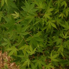 Acer palmatum 'Katsura'  AGM