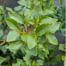 Deciduous Azalea wadanum