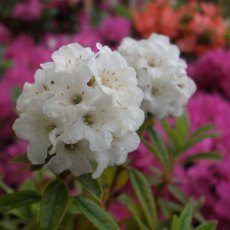 Dwarf Rhododendron Arctic Tern  AGM