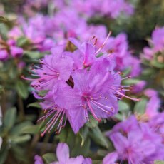 Dwarf Rhododendron Blue Silver